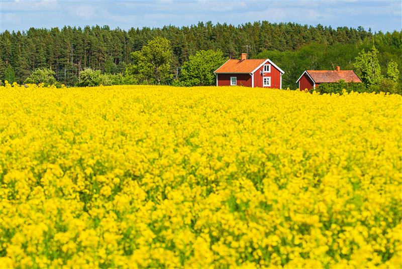 Farmhouses Field Full Yellow Flowers With Trees Scene Sweden